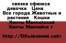 связка сфинкса. девочка › Цена ­ 500 - Все города Животные и растения » Кошки   . Ханты-Мансийский,Ханты-Мансийск г.